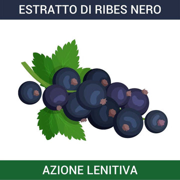 Ribes Nero