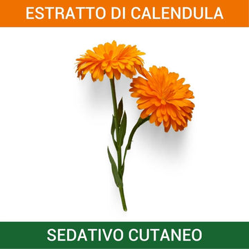 Calendula