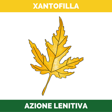 Xantofilla